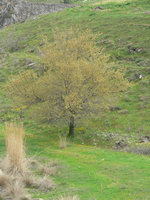 Baum mit gelben Blten Trkei Pamukkale
